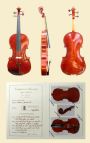 violino di Stefano Trabucchi - violin maker
